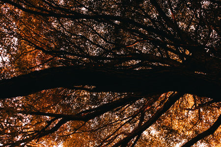 Beautiful autumn landscape with colorful leaves on trees. Natural autumn background. Red, orange and...