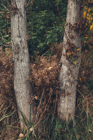 Beautiful autumn landscape with colorful leaves on trees. Natural autumn background. Red, orange and yellow leaves in the Park.の写真素材