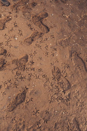Natural sand texture of the beach. Brands made by water flowing through the sand of the beach.
