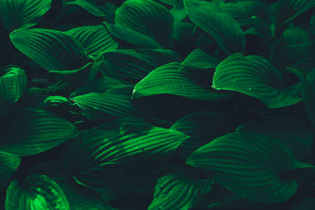 Tropical green leaf backgroundの写真素材