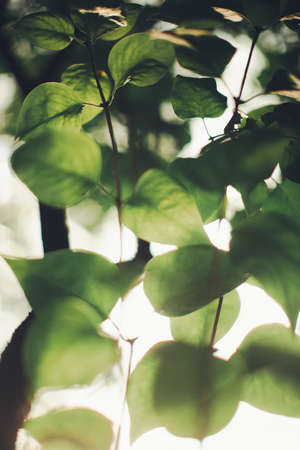 Tropical green leaf backgroundの写真素材
