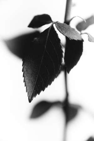 Beautiful blooming black rose flower, close-up photo. Valentine day concept.の写真素材