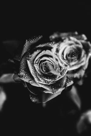 Beautiful blooming black rose flower, close-up photo. Valentine day concept.の写真素材
