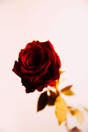 Beautiful blooming red rose flower on white background, close-up, color macro photo. Valentine day concept.の写真素材