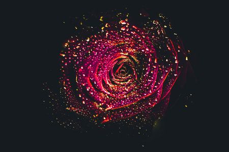 Top view and close-up, blooming beautiful rose flower. The concept of Valentine's Day. Art of rose