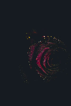 Top view and close-up, blooming beautiful rose flower. The concept of Valentine's Day. Art of roseの写真素材
