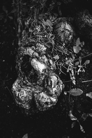 magic forest and trees, roots and branches