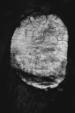 magic forest and trees, roots and branches