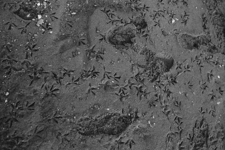 Natural sand texture of the beach.