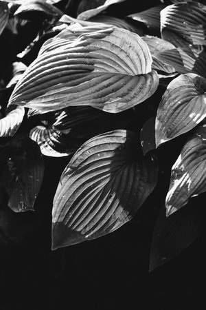 Abstract textures of flowers and plants from nature. Floral background.