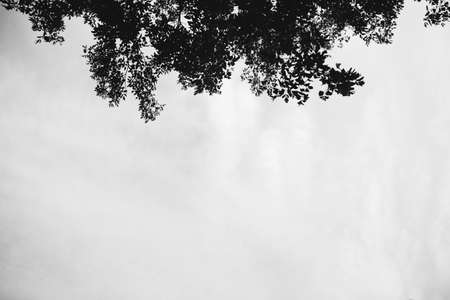 Abstract textures of flowers and plants from nature. Floral background.の写真素材