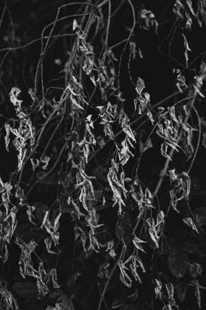 Abstract textures of flowers and plants from nature. Floral background.の写真素材