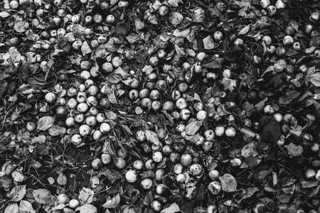 Abstract textures of flowers and plants from nature. Floral background.の写真素材