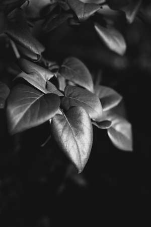 Abstract textures of flowers and plants from nature. Floral background.の写真素材