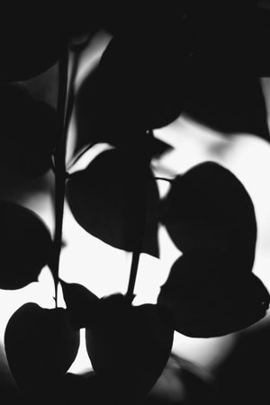Abstract textures of flowers and plants from nature. Floral background.
