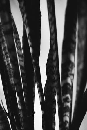 Natural background of plants and flowers. Space for text.の写真素材