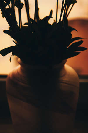 flower and plants, sunset in the windowの写真素材