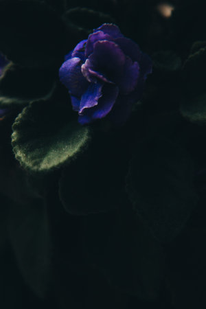 Natural background, color photo of plants and flowers. Space for text