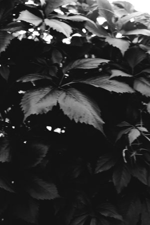 Black and white landscape photography, natural urban background and unusual textures