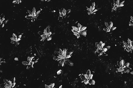 Black and white landscape photography, natural urban background and unusual textures