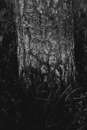 Black and white landscape photography, natural urban background and unusual texturesの写真素材