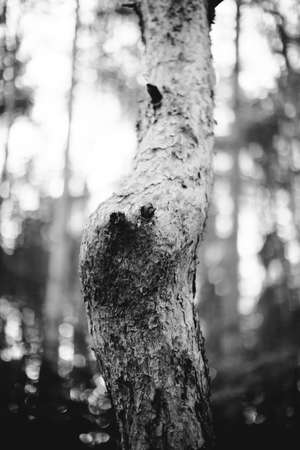 Black and white landscape photography, natural urban background and unusual texturesの写真素材