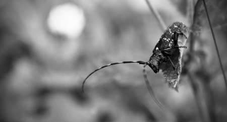 animals in the zoo, color photo of wildlifeの写真素材