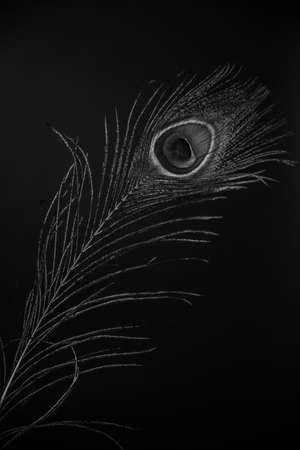 peacock feather on a dark backgroundの写真素材