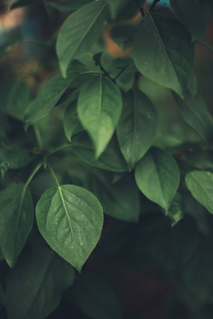 Flower background, green plants close-up