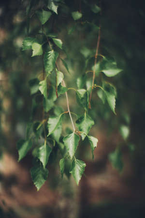 Flower background, green plants close-upの写真素材