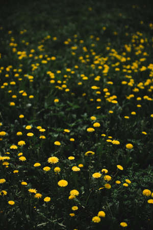 Flower background, green plants close-upの写真素材