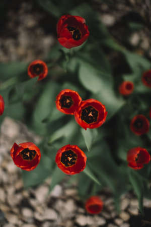 red tulips in the gardenの写真素材