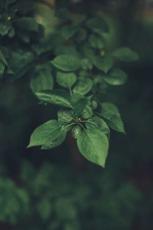 Flower background, green plants close-upの写真素材