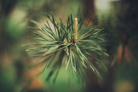Flower background, green plants close-upの写真素材