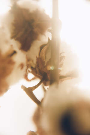 Natural cotton branch on neutral backgroundの写真素材
