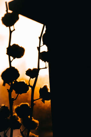 Natural cotton silhouette on branches in the orange rays of the sunの写真素材