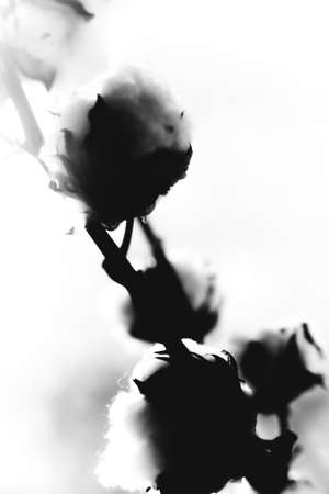 Black and white silhouette of natural cotton branchの写真素材