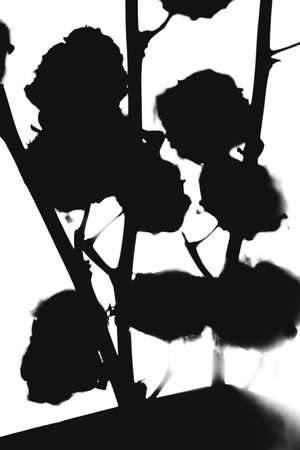 Black and white silhouette of natural cotton branchの写真素材