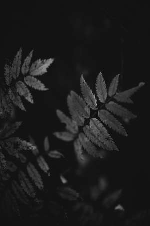 abstract floral background, black and white flowerの写真素材