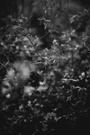 abstract floral background, black and white flower