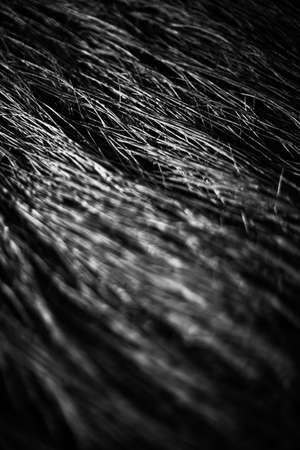 close up of a grass, silhouette of a flowerの写真素材