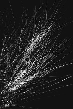 Studio photo of a dried flower branch close-upの写真素材