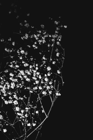 Studio photo of a dried flower branch close-upの写真素材