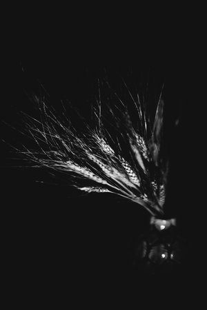 Studio photo of a dried flower branch close-upの写真素材