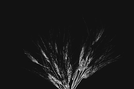 Studio photo of a dried flower branch close-upの写真素材