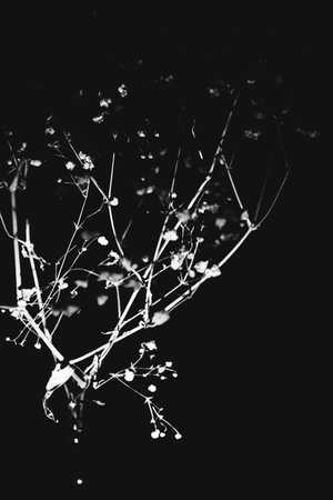 Studio photo of a dried flower branch close-upの写真素材