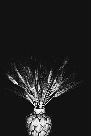 Studio photo of a dried flower branch close-upの写真素材