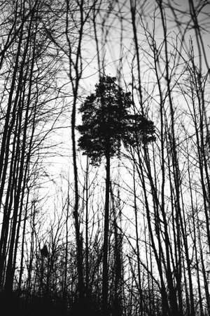 silhouette of a tree