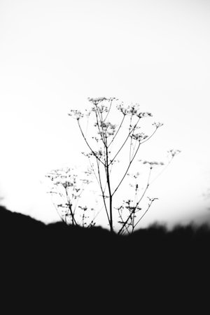 dry plants in the forest under a light layer of snow, beautiful winter landscape of plants in the...