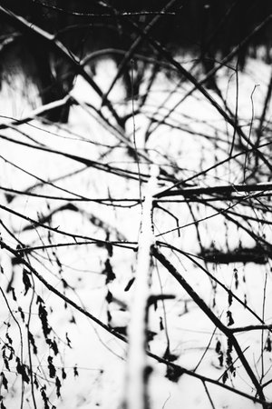 winter tree branches, landscape photography of abstract natural texturesの写真素材